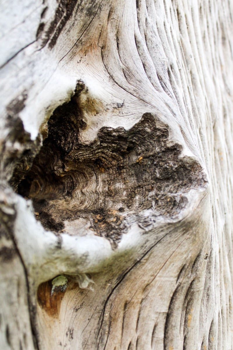 Close grain and a knot in weathered timber